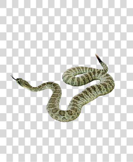 下载 Snake PNG file