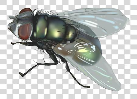 Download Fly PNG file