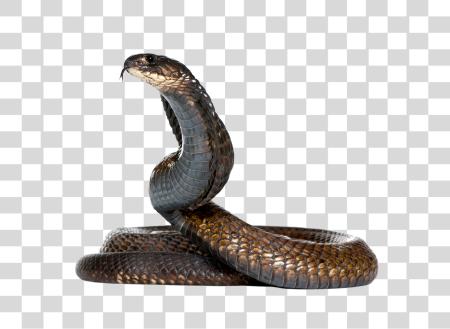 下载 Snake PNG file