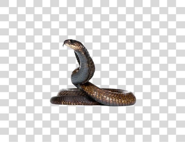 تحميل Snake مقطوعة فن