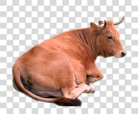 Download Cow PNG file