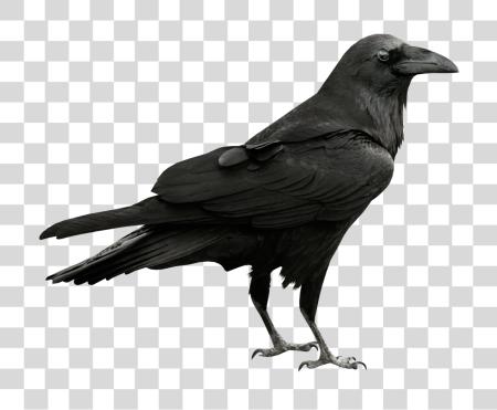 Download Raven PNG file