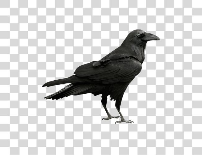 تحميل Raven مقطوعة فن