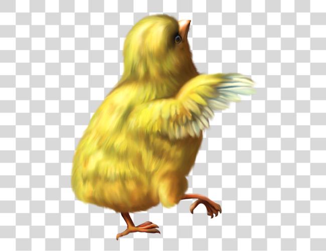 Download Chicken Clip Art