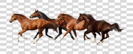 Download Horse PNG file