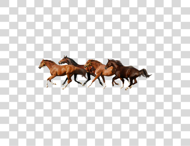 Download Horse Clip Art