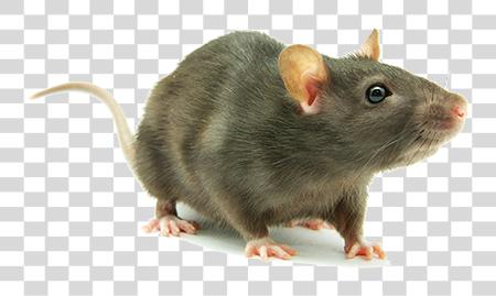 Download Rat y ratón como pequeño mamífero Pets PNG file