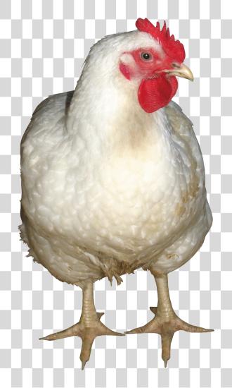 تحميل Chicken بي ان جي ملف