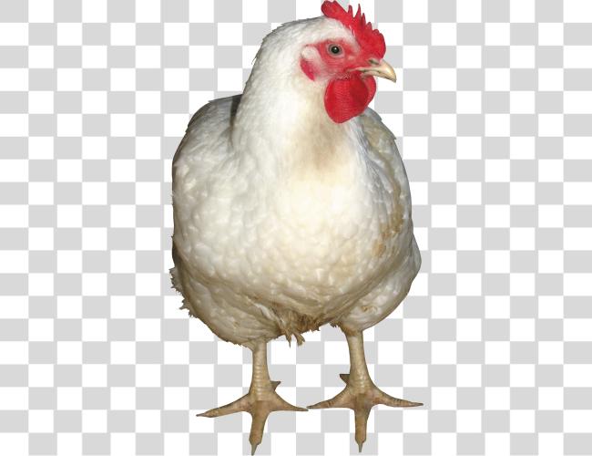 Download Chicken Clip Art