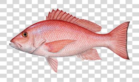 Download Fish PNG file