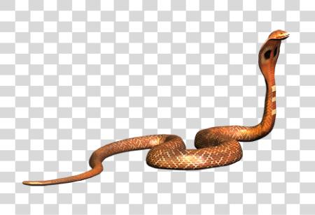 下载 Poisoning Snake PNG file