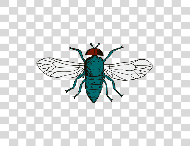 Download Fly Clip Art