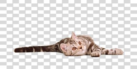 下载 有趣 Tabby Kitten Domestic Feline 寵物 Cutout PNG file