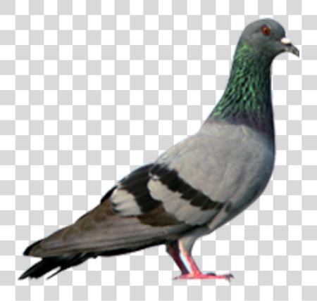 下载 Pigeon PNG file