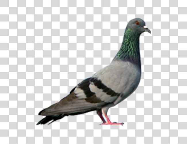 تحميل Pigeon مقطوعة فن