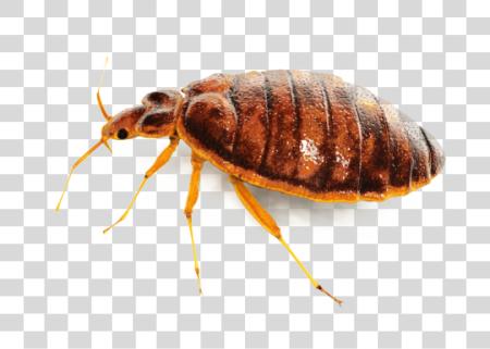 Download Bug PNG file