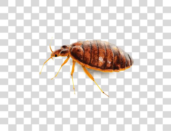 Download Bug Clip Art