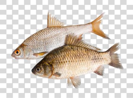 Download Rudd and Carp Two Fish from Side View Together PNG file