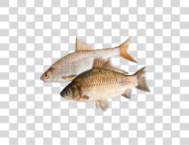 Download Rudd and Carp Two Fish from Side View Together Clip Art