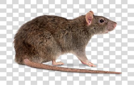 下载 Rat Facts Nocturnal Rodent in Wildlife PNG file