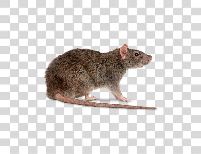 Download Rat Facts Nocturnal Rodent en Wildlife Clip arte