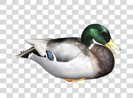 下载 Duck PNG file