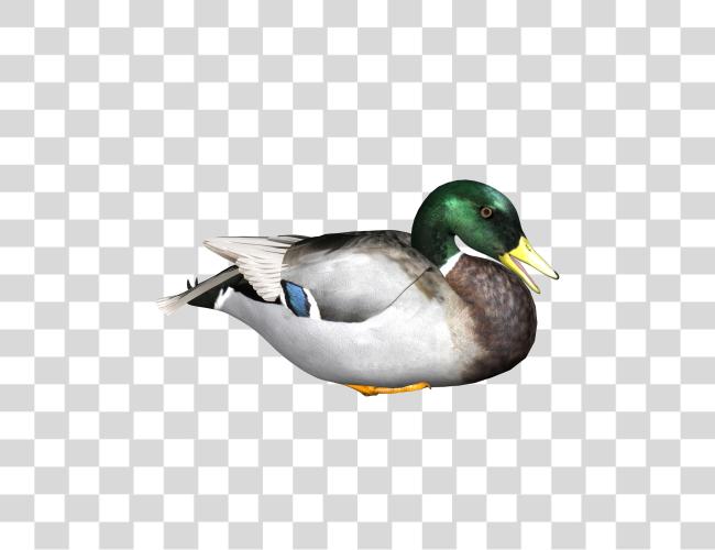 تحميل Duck مقطوعة فن