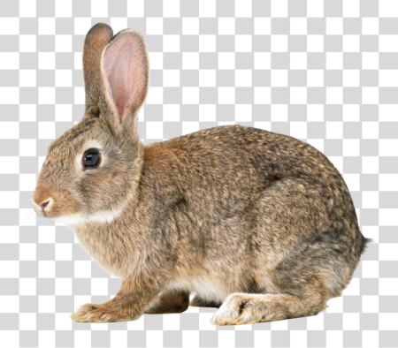 Download Rabbit Brown PNG file