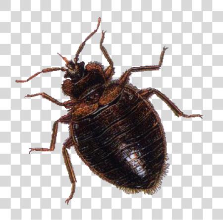 Download Bug PNG file