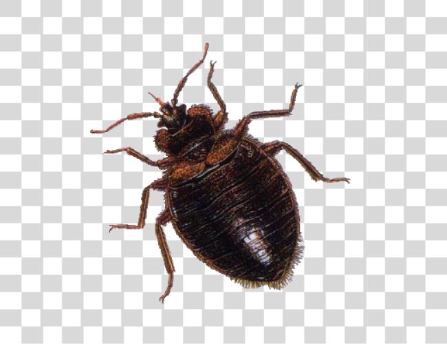 Download Bug Clip Art