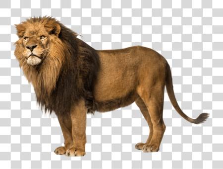 Download majestuoso Lion Big gato Wildlife Facts PNG file