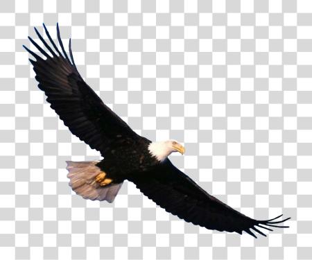 Download Bald Eagle Wildlife Photography and Soaring Action PNG file