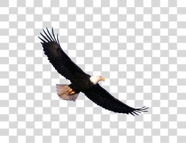 Download Bald Eagle Wildlife Photography and Soaring Action Clip Art