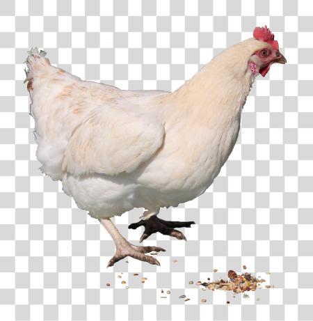 تحميل Chicken بي ان جي ملف