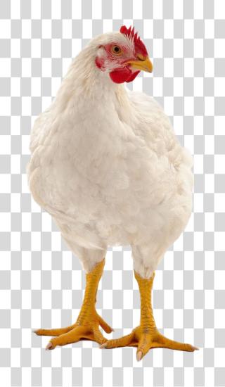 Download blanco pollo alive PNG file