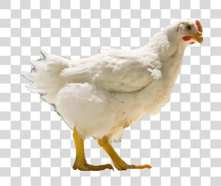 Download Broiler Chicken Alive PNG file