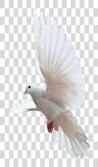 Download white dove in flight PNG file