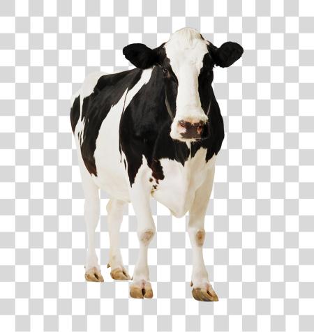 Download Cow PNG file