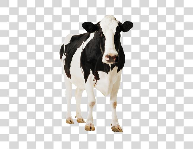 Download Cow Clip Art