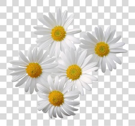 下载 Daisy 花卉 排列 與 白色 Flowers PNG file