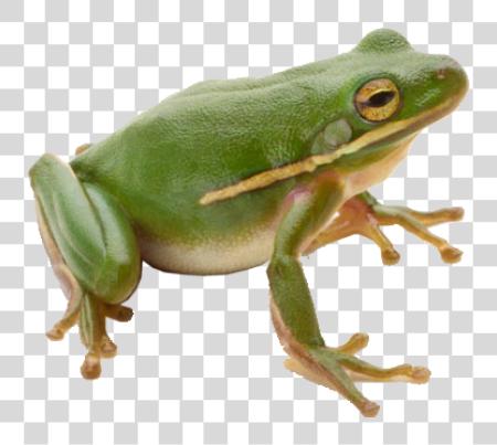 Download Frog PNG file