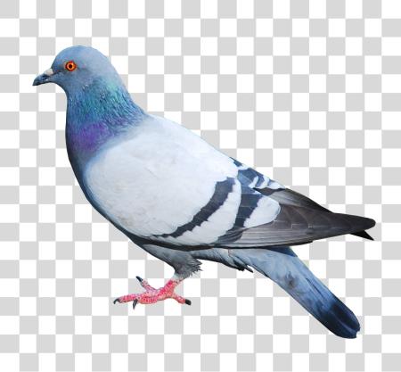 下载 Pigeon PNG file