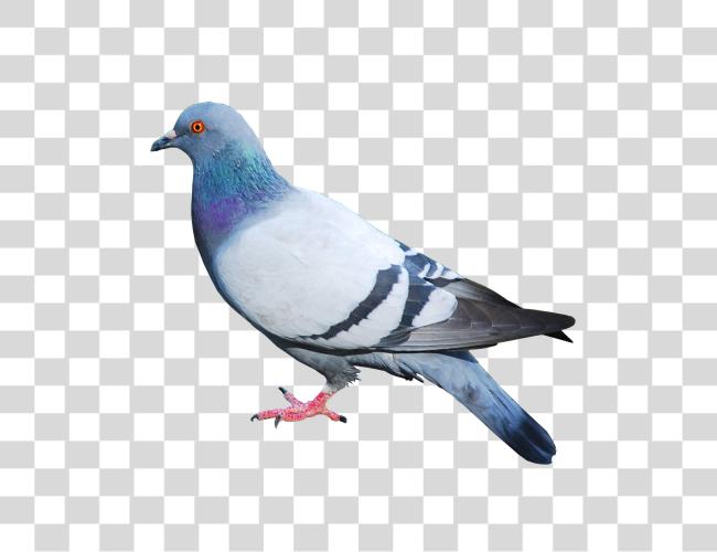 Download Pigeon Clip arte