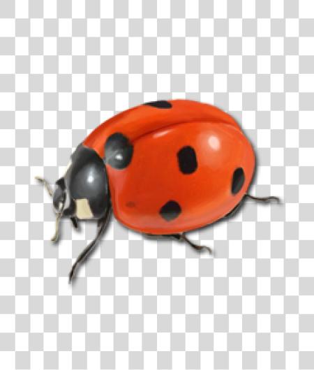 Download Ladybug PNG file