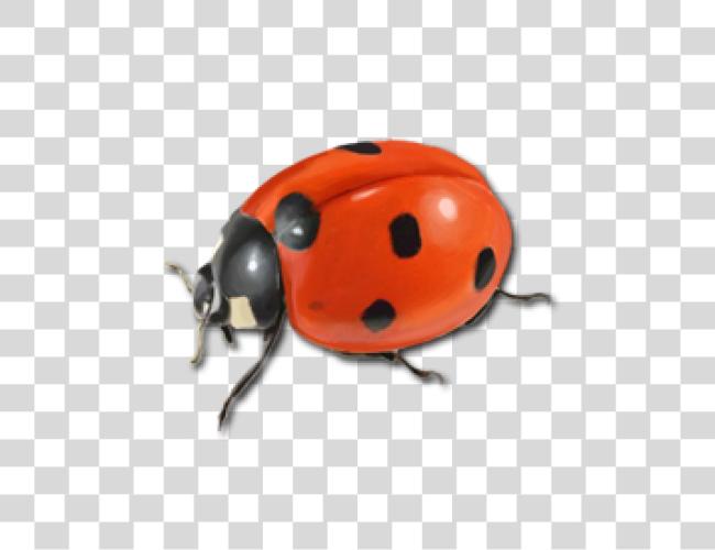 下载 Ladybug Clip 艺术