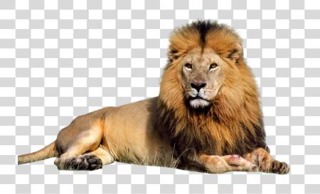 下载 宏伟 Lion 大 猫 Wildlife Predator Facts PNG file