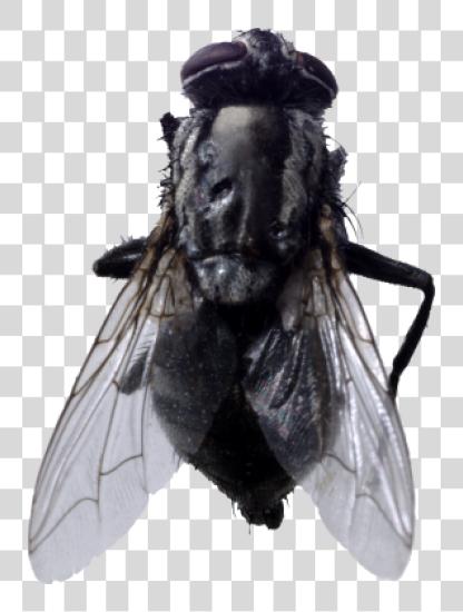 Download Fly PNG file