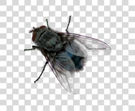 Download Fly PNG file