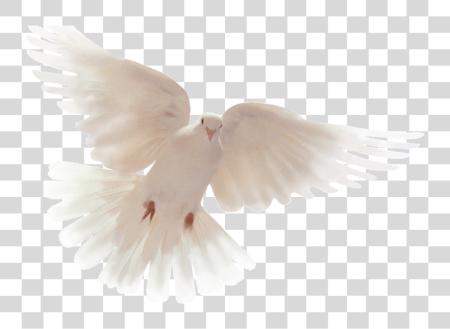 Download Holy Spirit Dove PNG file