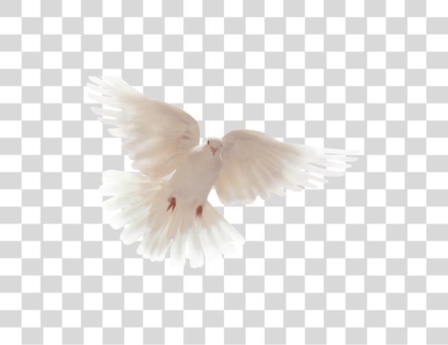 Download Holy Spirit Dove Clip arte